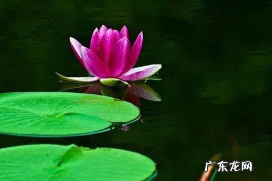 有机物质的土壤 睡莲盆栽的种植方法 睡莲盆栽的养殖技巧