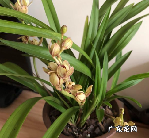 兰花烂根的原因有哪些 兰花如何施肥
