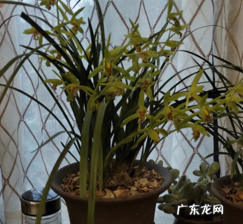 兰花的品种鉴别方法 附品种分类 品质鉴别