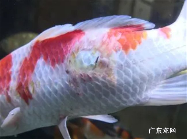 鱼烂身病怎么治疗 为何会得烂身病
