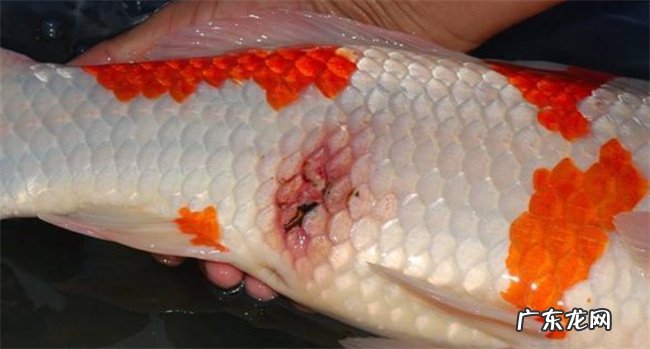 鱼烂身病怎么治疗 为何会得烂身病