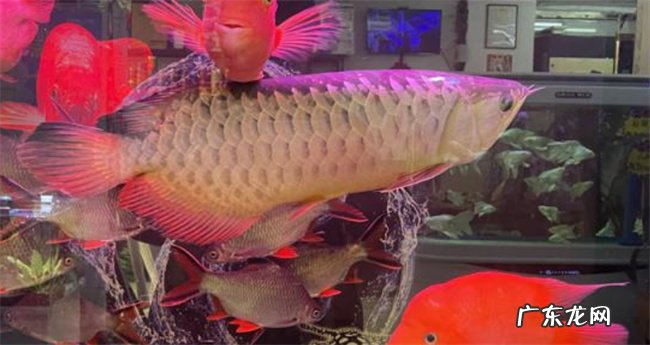 鱼烂身病怎么治疗 为何会得烂身病