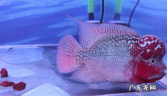 2-3天 罗汉鱼几天换一次水如何换水
