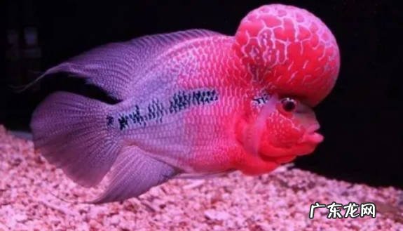 2-3天 罗汉鱼几天换一次水如何换水