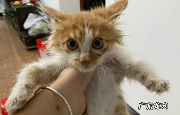 清洗卫生 猫咪身上有跳蚤怎么办 怎样清除