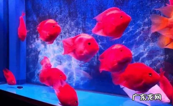 需要 鹦鹉鱼需要经常换水吗用不用加热棒