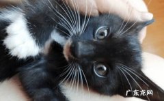 两个月 猫咪怀孕几个月才生宝宝