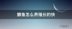 鲫鱼怎么养殖长的快 鲫鱼怎么养的时间长