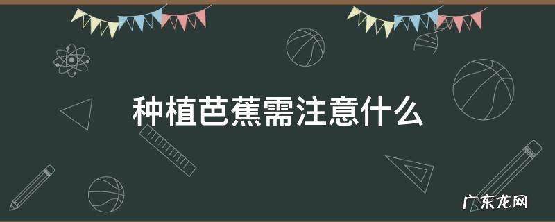 种植芭蕉需注意什么 芭蕉怎么种植是最好的