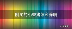 刚买的小香猪怎么养啊 家里养小香猪好吗