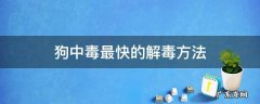 狗中毒最快的解毒方法 灌水 狗中毒最快的解毒方法