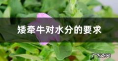 矮牵牛对水分的要求是什么