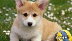 狗狗驱虫药的副作用 狗狗驱虫药需要空腹吃吗