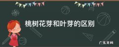 桃树花芽和叶芽的区别 桃树的花芽是什么花芽