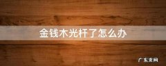 金钱木成光杆怎么办 金钱木光杆了怎么办