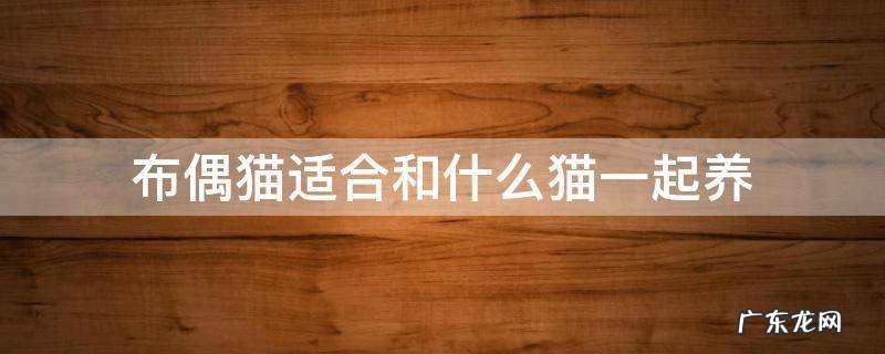 布偶猫适合和什么猫一起养 布偶猫可以和布偶猫配吗