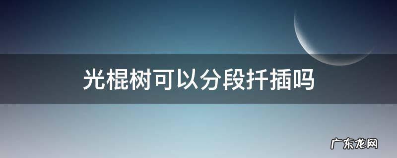 光棍树可以扦插吗? 光棍树可以分段扦插吗