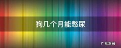 狗狗几个月才能憋尿 狗几个月能憋尿