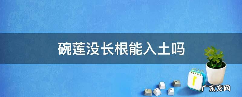 碗莲没有长根可以种土里吗 碗莲没长根能入土吗