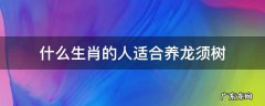 什么生肖的人适合养龙须树 什么属相养龙须树最好