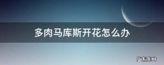 多肉马库斯开花怎么办 马库斯多肉怎么才会出状态