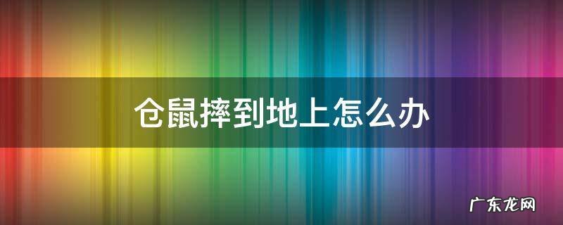 仓鼠摔到地上怎么办叫了几下 仓鼠摔到地上怎么办