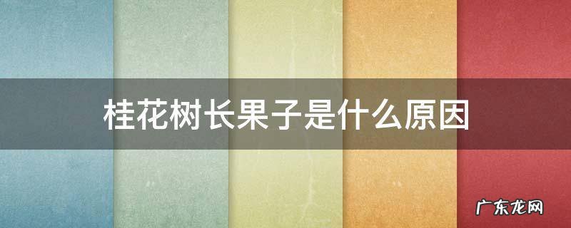桂花树长果子是什么原因 桂花树的果子长什么样