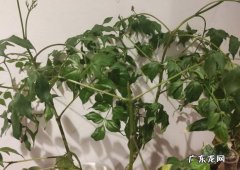 根据季节变化 室内养幸福树几天浇水一次