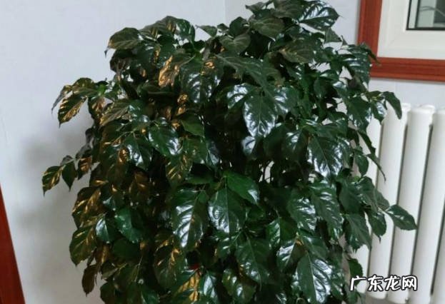 根据季节变化 室内养幸福树几天浇水一次