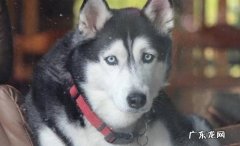 服从性差 为什么哈士奇不能做警犬