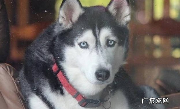 服从性差 为什么哈士奇不能做警犬