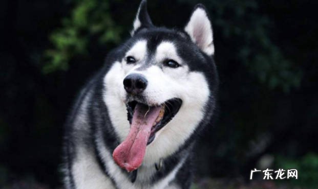 服从性差 为什么哈士奇不能做警犬
