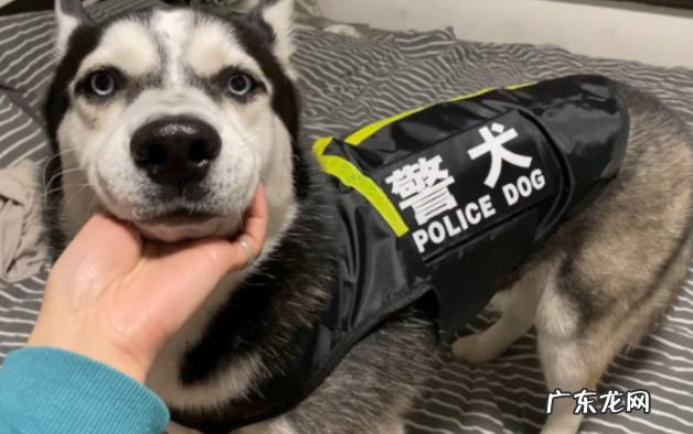 服从性差 为什么哈士奇不能做警犬