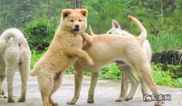驯化 中华田园犬为什么会拉帮结派