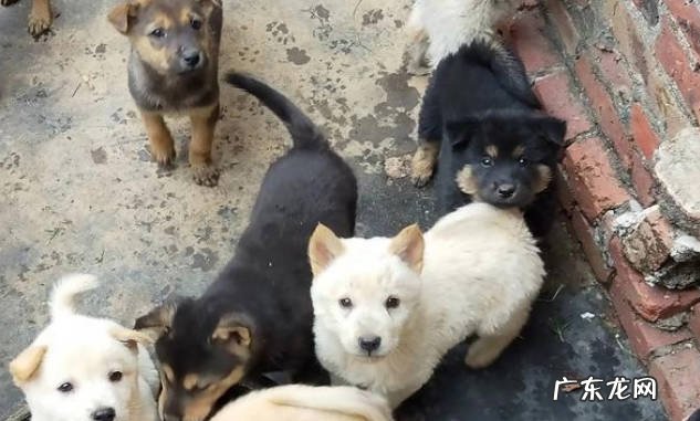 驯化 中华田园犬为什么会拉帮结派