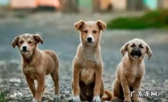驯化 中华田园犬为什么会拉帮结派