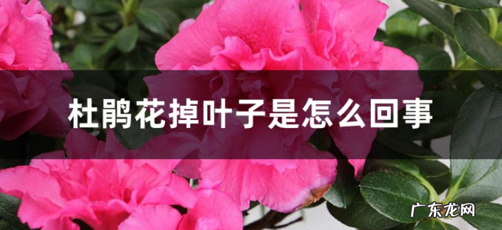 杜鹃花掉叶子是怎么回事 怎么补救它