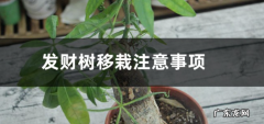 发财树移栽注意事项移栽后如何浇水