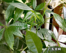 发财树放到卧室里行不行