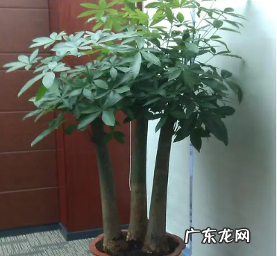 发财树风水摆放三不要