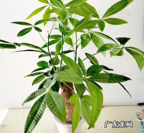 发财树风水摆放三不要