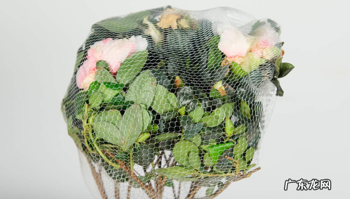 新买的杜鹃花怎么缓苗 详细介绍