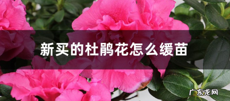 新买的杜鹃花怎么缓苗 详细介绍