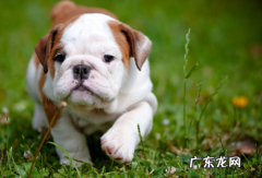狗狗喝啤酒的后果怎么样 如何处理