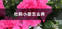 杜鹃小苗怎么养 如何培育长得快
