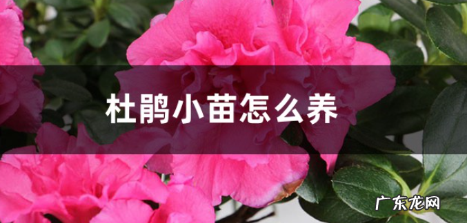 杜鹃小苗怎么养 如何培育长得快
