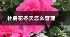 杜鹃花冬天怎么管理它