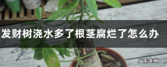 发财树浇水多了根茎腐烂了怎么办 如何使用生根粉