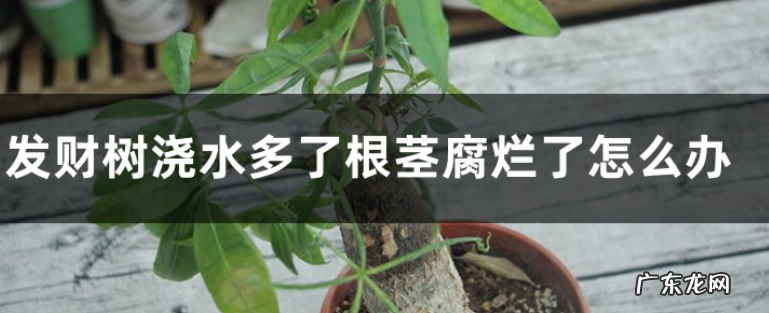 发财树浇水多了根茎腐烂了怎么办 如何使用生根粉