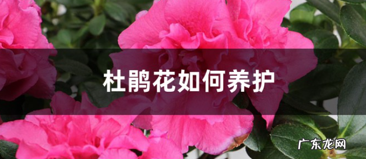 杜鹃花如何养护 要提供什么土壤